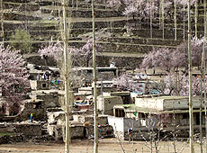 杏が咲くパキスタンのフンザの村