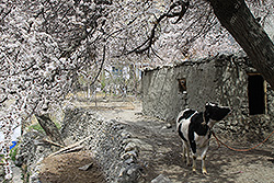 フンザの村の子牛と杏の花