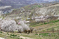 パキスタンの桃源郷フンザの谷