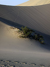 ペルーの砂漠に生える草木