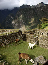 ペルーの世界遺産マチュピチュのリャマ