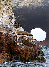 ペルーのバジェスタス島のアザラシ 