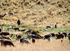ペルーのアルパカの群れ