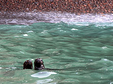 ペルーのバジェスタス島で仲良く泳ぐ野生のアザラシ
