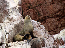 ペルーのバジェスタス島の野生のアザラシ