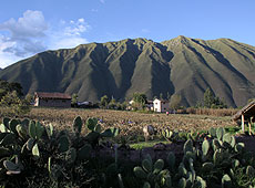 ペルーのウルバンバの農家とサボテン
