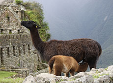 ペルーの世界遺産マチュピチュのリャマの親子