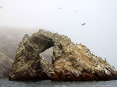 ペルーのバジェスタス島