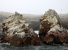 ペルーのバジェスタス島