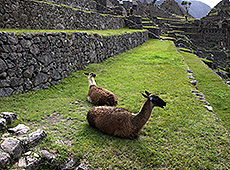  ペルーの世界遺産マチュピチュのリャマ 