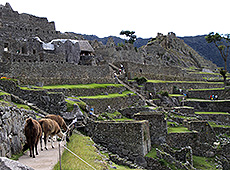 ペルーの世界遺産マチュピチュ遺跡のリャマ