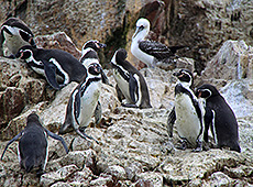 ペルーのバジェスタス島のペンギン