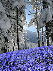 雪山と花畑のフォトコラージュ