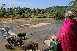 スリランカの象が水浴びする川と見物する観光客