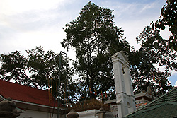 スリランカの世界遺産アヌラダプーラのスリ・マハ菩提樹