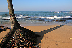 スリランカの海岸のヤシの木