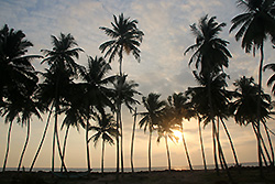 夕日が沈むスリランカの海岸のヤシの木