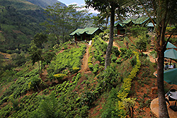 スリランカ最大の紅茶の産地ヌワラ・エリヤ