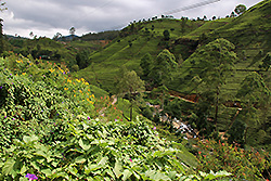 スリランカ最大の紅茶の産地ヌワラ・エリヤの茶畑