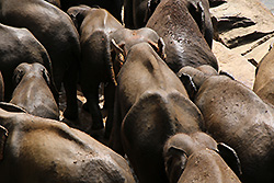 スリランカの象の集団