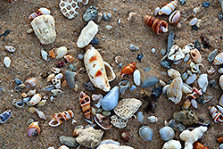スリランカの世界遺産ゴールの海岸の貝殻