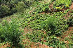 スリランカ最大の紅茶の産地ヌワラ・エリヤの茶畑