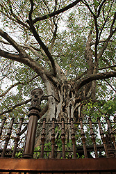 スリランカのガンガラーマ寺院の菩提樹
