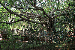 スリランカの世界遺産シーギリヤ・ロックの大木