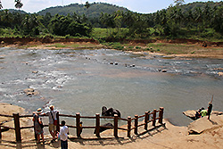 スリランカの象が水浴びする川