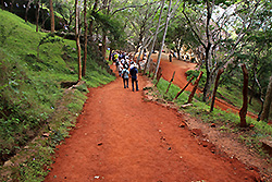 スリランカの世界遺産シーギリヤ・ロックの麓の道