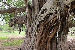 スリランカの世界遺産アヌラダプーラの枝が絡み付いた大木