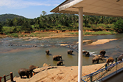 スリランカの象が水浴びする川