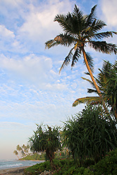 スリランカの世界遺産ゴールの海岸のヤシの木