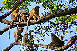 スリランカの木の上で毛づくろいする猿
