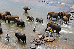 スリランカの象が水浴びする川
