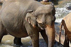 スリランカの川で水浴びする象