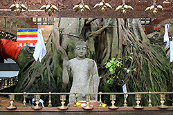 スリランカのコロンボで最大のガンガラーマ寺院の菩提樹
