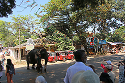 スリランカの道を渡る象
