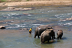 象が水浴びするスリランカの川