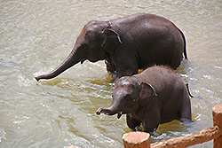 水浴びではしゃぐスリランカの象