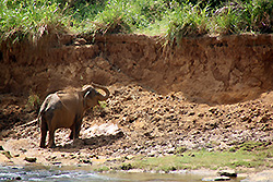 泥遊びするスリランカの象