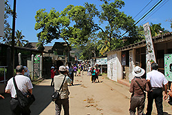 スリランカのピンナワラの象の通る道