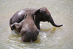 スリランカの川でじゃれる小象たち