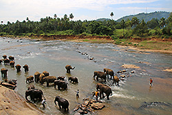 ゾウが水浴びするスリランカの川