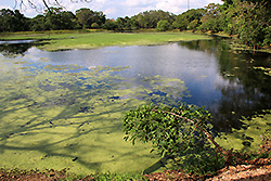 スリランカの世界遺産ポロンナルワの池