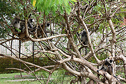 スリランカの野生のハイイロオナガザル