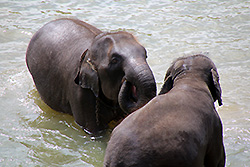 水浴びではしゃぐスリランカの象