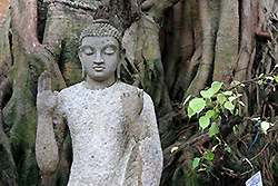 スリランカのコロンボで最大のガンガラーマ寺院の菩提樹と仏像