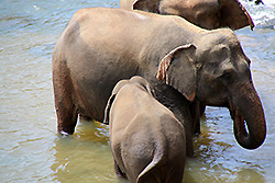 川で水浴びするスリランカの親子のゾウ