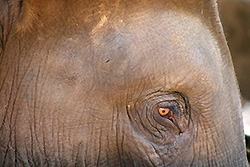 スリランカの象の目